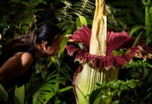 Putricia blooming corpse flower australia