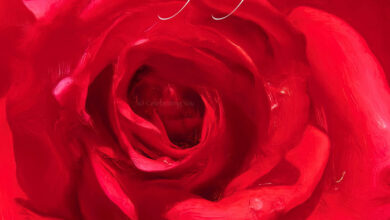 Life in looks rose