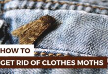 How to get rid of clothes moths