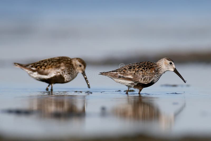 The dunlin coastal retreat southern comfort meets haute cuisine