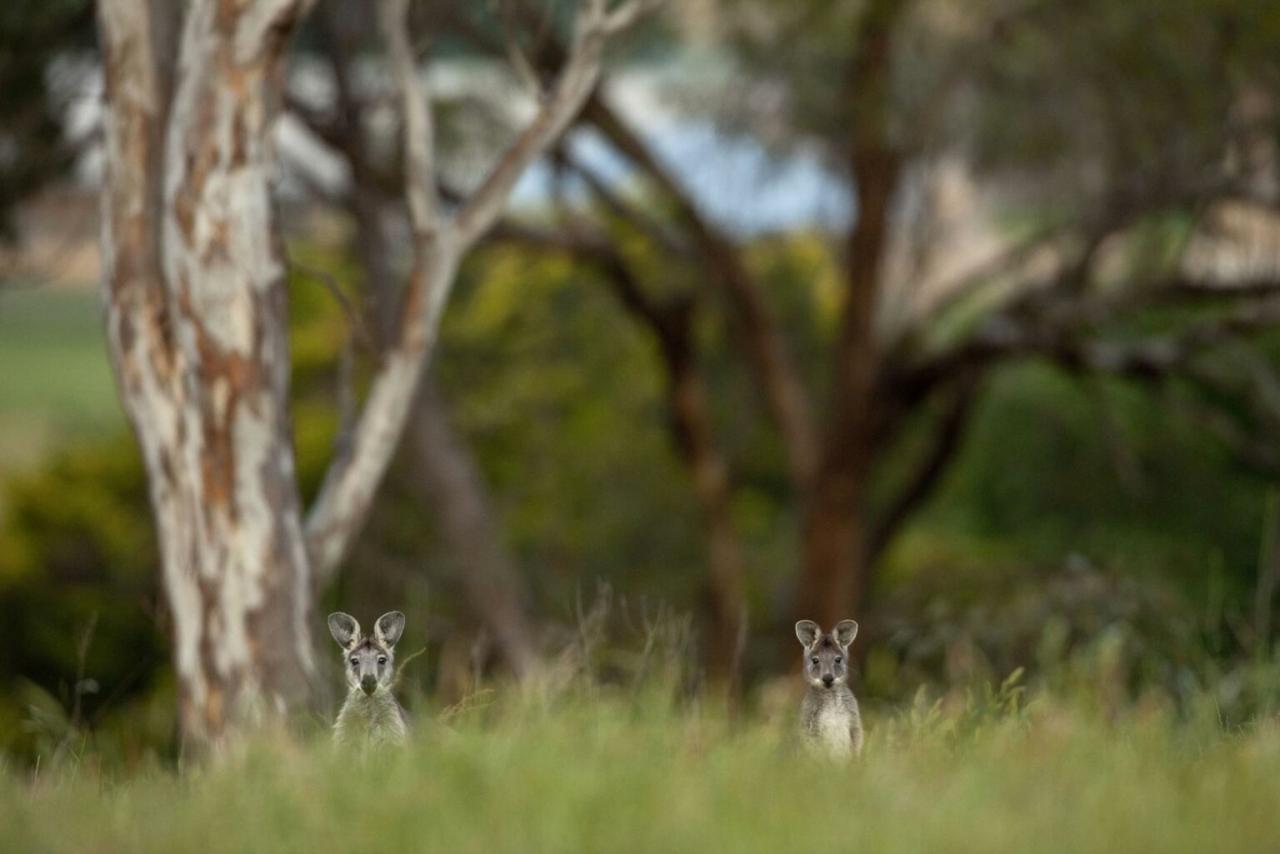 Rise of regenerative safaris