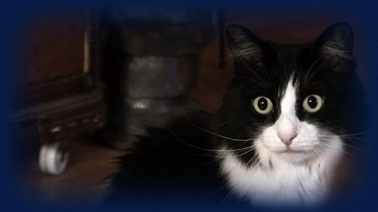 Edith zimmerman essay am i addicted to running